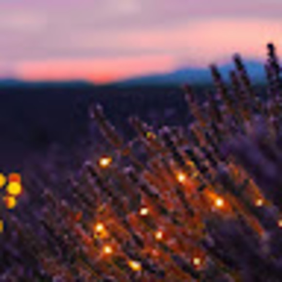 Meet your Posher, Tamar - Picture 1 of 1